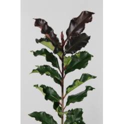 Photinia Magic Volcano 70cm