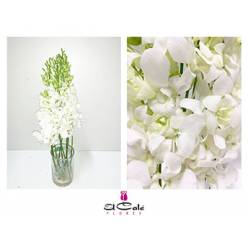 Dendro Blanco 50cm (7 Dias - 2)