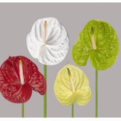 Anthurium Nac. Mixto 11  "CC16" (7 Dias - 2)