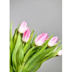 Tulipan Hol. Dynasty 40cm Rs. (7 Dias - 2)
