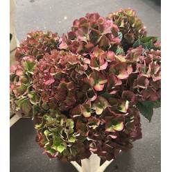 Hortensia Hol. Glow Alps Classic 60cm 16/18 Bic. (7 Dias - 2)