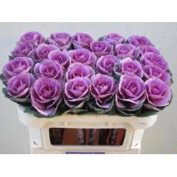 Brassica Hol. Olga 70cm Mo (7 Dias - 2)