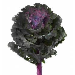 Brassica Hol. Black Angel 70cm (7 Dias - 2)
