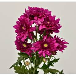 Margarita Nac. Dante Fucsia 75gr (7 Dias - 2)