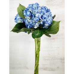 Hortensia Select Shocking Blue 60cm 15/16 "CC20" (7 Dias - 2)