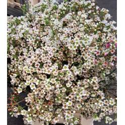 Flor Cera Hol. Uncinatum Ziv 70cm 35gr Bl. "T25" (7 Dias - 2)