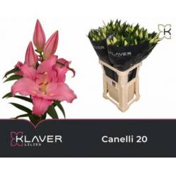 Oriental Hol. Rs. Canelli 85cm 3 flores (7 Dias - 2)