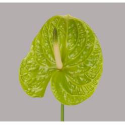 Anthurium Nac. Grand Slam 11  "CC16" (7 Dias - 2)