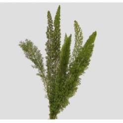 Meyeri 65cm "T50" (7 Dias - 2)