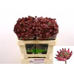 Astrantia Star Of Love 60cm "T25" (7 Dias - 2)