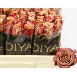 Rosa Hol. Cappuccino 50cm (7 Dias - 2) (7 Dias - 2)