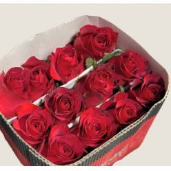 Rosa Col. Freedom 50cm "SJ" (7 Dias - 2)