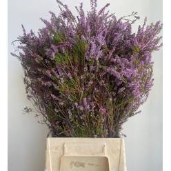 Erika Italia Lila 50cm 200gr Paq. (7 Dias - 2)