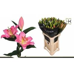 Oriental Hol. Rs. Passionne 85cm 3/4 fl. (7 Dias - 2)