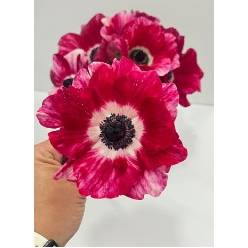Anemona Ecu. Mistral Tigre 30cm Bic. (7 Dias - 2)