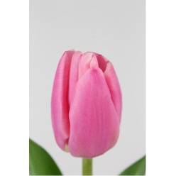 Tulipan Hol. Milkshake Fr. 45cm (7 Dias - 2)