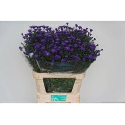 Aster Hol. Cecilia 85cm 40gr "T25" (7 Dias - 2)