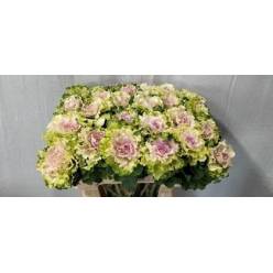 Brassica Hol. Crane Ruffle Bicolor 60cm (7 Dias - 2)