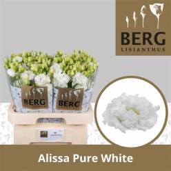 Lisiantus Hol. Alissa Pure White 70cm 55gr "T10" (7 Dias - 2)