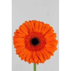 Gerbera Hol. Capella "T25" (7 Dias - 2)