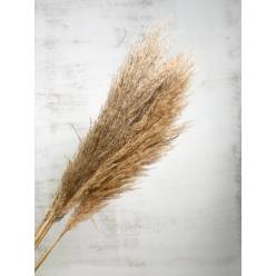 Cortaderia Hol. Silver Mountain 100cm