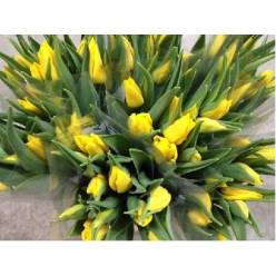 Tulipan Italia Amarillo