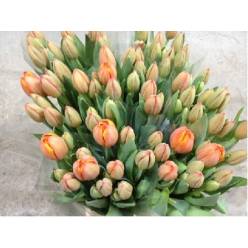 Tulipan Italia Naranja