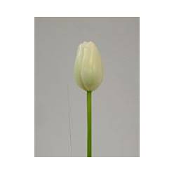 Tulipan Italia Blanco