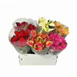 P. Poinsetia Nac. Mixta 15/45cm x7