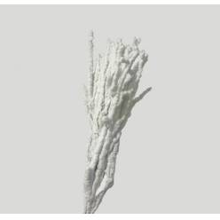 Betula Italia Nieve Blanca 55cm