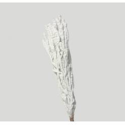 Betula Italia Nieve Blanca 100cm