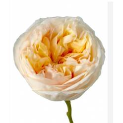 Rosa Ecu. Cream Xpression 50cm