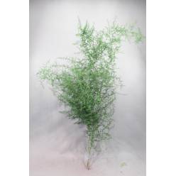 Esparraguera Silvestre Pintada Verde 120cm "T25"