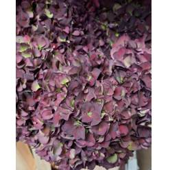 Hortensia Hol. Rubyred Purple Cl. 80cm 18/20