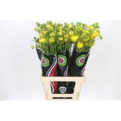 Ranunculos Hol. Moderna Sunny 55cm 60gr