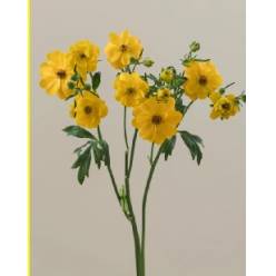 Ranunculos Ecu. Moderna Sorrento 65cm