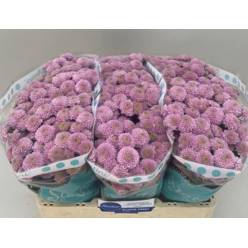 Santini Ellison Sweet 1200gr "T25" Rs.