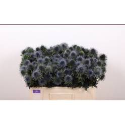Eryngium Hol. Scorpiu Questar 50cm
