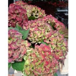 Hortensia Hol. My Beautiful Rio Classic 60cm 16/18 bic.