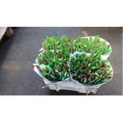 Tulipan Hol. Renegade 35cm Lil.