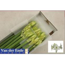 Amaryllis Di Costa Blanca  "CC18"