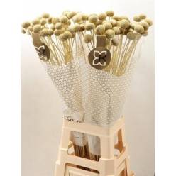 Craspedia Pintada Oro 80cm "T50"