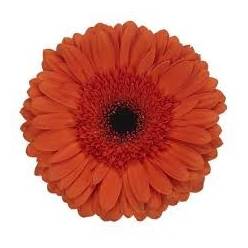 Gerbera Hol. Maddox "T25"
