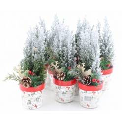 P. Cham. L Ellwoodii Decorado+nieve 10/33cm "CC9"