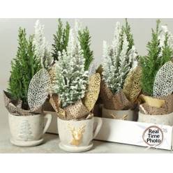 P. Cham. L Ellwoodii Decorado+nieve 13/30cm x10