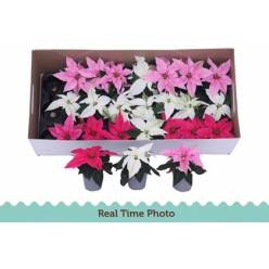 P. Poinsetia P Pri Mix  6/15cm "CC24"