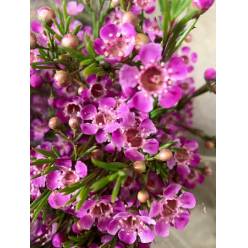 Flor Cera Nac. Fucsia Abierta "Paquete"