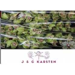 Cymbidium Fall Verde 80cm