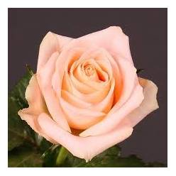 Rosa Hol. Mayfair 70cm Sal.