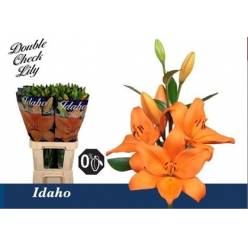 Lilium LA. Hol. Idaho 90cm 4/5 fl. Nj